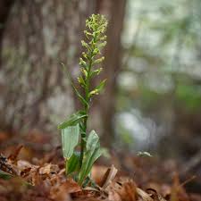 Image result for Habenaria arenaria