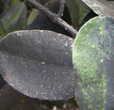 Image result for sooty mould