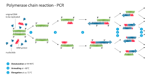 Polymerase Chain Reaction Wikipedia