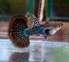 High Quality Black Dragon Guppy Fish Guppy Fish Guppy Betta Fish Types