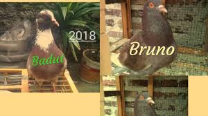 Feb 09, 2018 · nama yang bagus untuk lovebird jantan ataupun betina di bawah ini mungkin bisa jadi inspirasi teman teman dalam memberi nama burung cinta kesayangan teman teman. Nama Nama Burung Dara Youtube