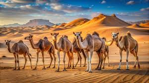 Unta di padang pasir Arab Saudi ...