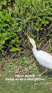 #egrets #bird #lizard #maui #nature @theadowns @cyclodowns