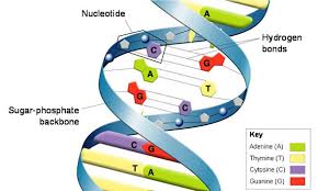 Dna consists of a phosphate group, a sugar, and a nitrogenous base. 2014 Alida Gervais What Is Dna Biology Cell Dna En History Is Replication Structure What Glogster Edu Interactive Multimedia Posters