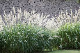 (vulgar) regionalism used in the united states. Chinaschilf Miscanthus Sinensis Richtig Pflanzen Und Pflegen