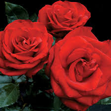 Maybe you would like to learn more about one of these? Always And Forever Rose Rosa Jacelvet In Denver Centennial Littleton Aurora Parker Colorado Co At Tagawa Gardens