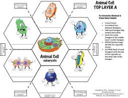 An example that you probably have heard some people ask, why plant cells have a large massive vacuole. Cells Animal Cell Interactive Notebook Foldable Graphic Organizer