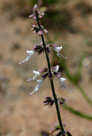 Image result for Syncolostemon canescens