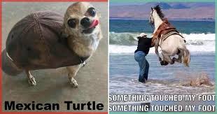 So, what is a random animal tool? 30 Random Funny Animal Memes That Will Make You Lol Scrollbreak