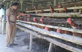Analisa kelayakan rencana pendirian usaha ayam petelur pada perusahaan. Camat Vi Lingkung Buat Satu Contoh Ayam Petelur Untuk 6 Kanagarian Berita Terbaru Hari Ini Viral Akurat Tajam Terpercaya