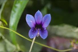 Image result for Monopsis zeyheri