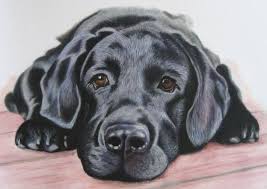 Pin On Pet Portraits By Donna