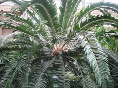 Image result for Droguetia ambigua