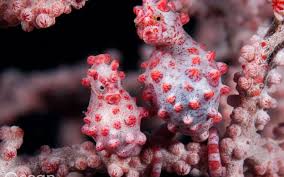 Pygmy Seahorse Facts Images Dr Richard Smith Ocean