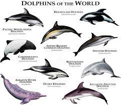 Dolphins Of The World Poster Print Etsy Animals Sea Animals Dolphins