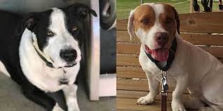 Maybe you would like to learn more about one of these? Is There Really Such A Thing As A Pitbull Basset Hound Mix