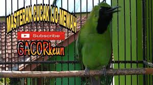 Burung flamboyan gacor ngebren rapat. Gambar Burung Flamboyan Gacor Gambar Wallpaper Foto