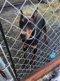 When looking in spokane, we know there are many local businesses to choose from, we recommend you consider pet emergency clinic. Pet Emergency Clinic 12 Photos 52 Reviews Emergency Pet Hospital 21 E Mission Ave Spokane Wa United States Phone Number