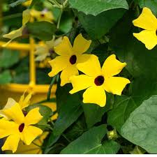 Image result for Thunbergia stelligera