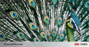Berikut telah kami rangkumkan daftar beragam jenis burung kakatua dari seluruh dunia. 15 Burung Tercantik Di Dunia Beberapa Di Antaranya Dari Indonesia Lho