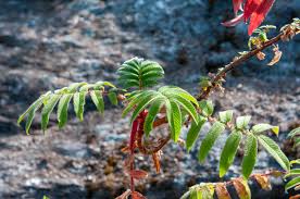 Image result for Hagenia abyssinica