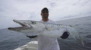 Barracuda networks is the worldwide leader in security, application delivery and barracuda values partnership. Barracuda Overlooked As An Inshore And Offshore Game Fish Ioutdoors