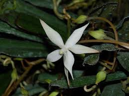 Image result for Aerangis kirkii