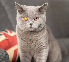 Image result for British shorthair