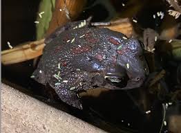 Image result for Nephrangis filiformis