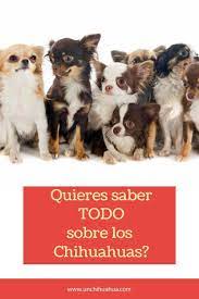 Los Perros Chihuahuas En 2021 Chihuahueno Perritos Chihuahuas Chihuahua