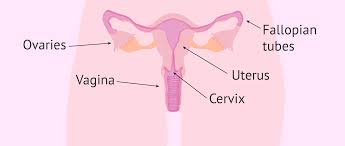 Image result for female sex organ