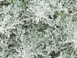 Image result for Artemisia sp.no.1