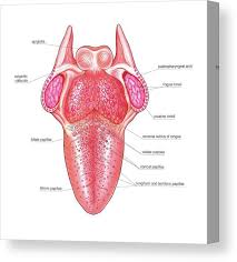 Image result for Filiform Papillae