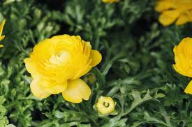 We did not find results for: 25 Yellow Flowers For Gardens Perennials Annuals With Yellow Blossoms