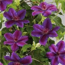 Ideal for growing in containers, window boxes, borders and baskets. Waldrebe Clematis Paulie Tudor Patio Evipo058 Lichtnelke Pflanzenversand