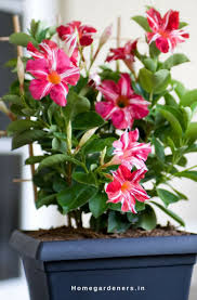 Maybe you would like to learn more about one of these? Rocktrumpet Care How To Grow And Care For Mandevilla Plant Home Gardeners