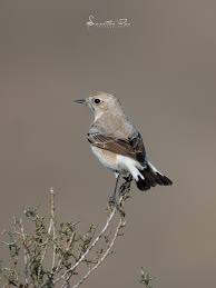 Image result for Humularia meyeri-johannis