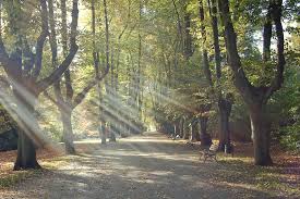 Botanischer garten rombergpark fica em dortmund. Freunde Und Forderer Des Botanischen Gartens Rombergpark E V Botanischer Garten Rombergpark