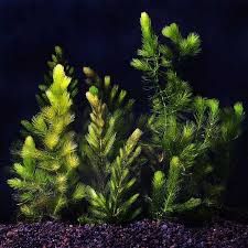 Image result for Ceratophyllum