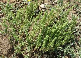 Image result for Dysphania pumilio