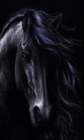 Download Animated 240x400 Horse Cell Phone Wallpaper Category Pets Animals Horses Pretty Horses Black Horses