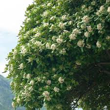 Image result for Pittosporum