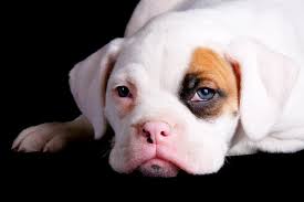 He has that great boxer build and disposition. Miniature Boxer Puppies Lovetoknow