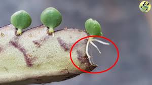 Somewhere on the evolutionary timeline, the unique succulent lost the ability to produce viable seeds, and so the burden of reproduction fell to its leaves. Mother Of Thousands Gkvks Gardening Tips And Store