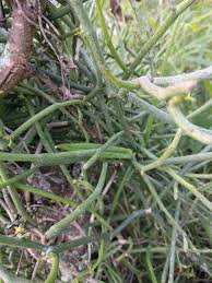 Image result for Cynanchum gerrardii