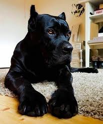 Honeyyyy Karma Di Casa Pretorian Canecorso Dogsofinsta Italianmastiff Dogsofinstagram Mastiff Puppy P Corso Dog Cane Corso Dog Cane Corso