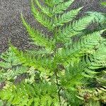 Image result for Arachniodes webbiana