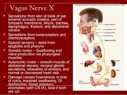 During this part of the examination, the doctor may use a soft cotton swab to tickle the back of the throat on both sides. Vagus Nerve Ppt Vagus Nerve Course