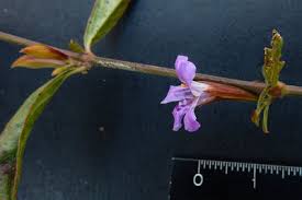 Image result for Dyschoriste multicaulis