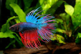 However, before you add any other species, it is important to find out whether it is compatible with guppy fish or not. Betta Fish Tank Mates Some Information On Subject